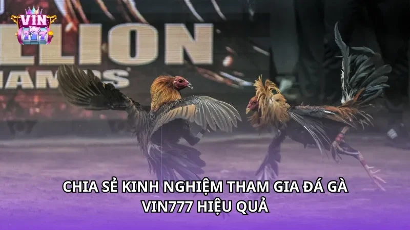 Chia sẻ kinh nghiệm tham gia Đá gà Vin777 hiệu quả